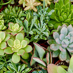 How to Repurpose an Empty Supplement Jar into a DIY Indoor Mini Planter