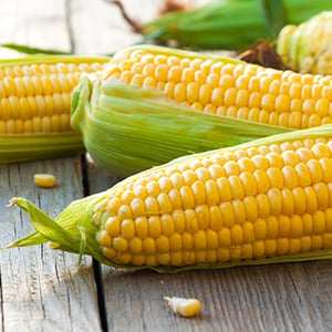 Studies show that GMO foods like corn can be toxic.