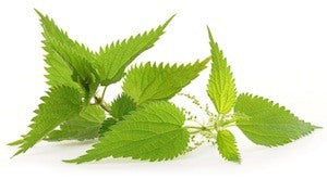 Stinging Nettle